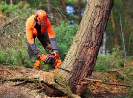 Professional Tree Care in Schaumburg, IL