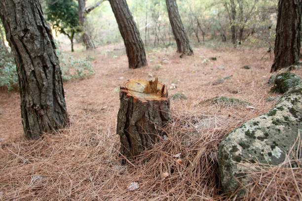 How Our Tree Care Process Works  in  Schaumburg, IL